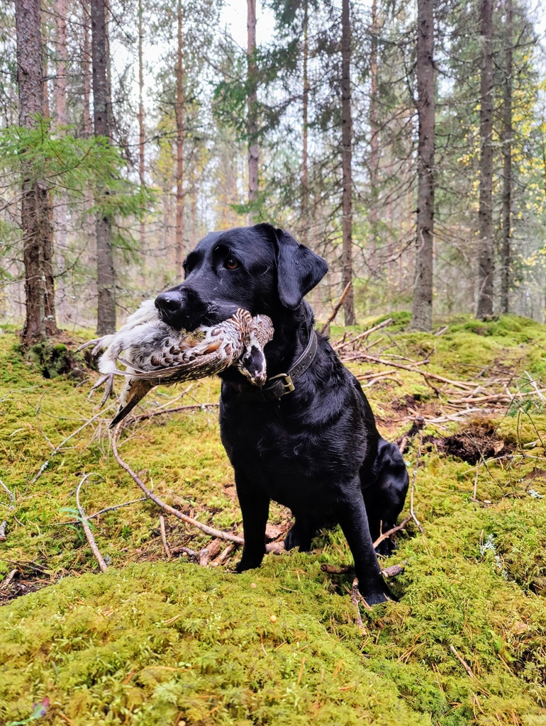 Metsästyspalvelut oplus 32