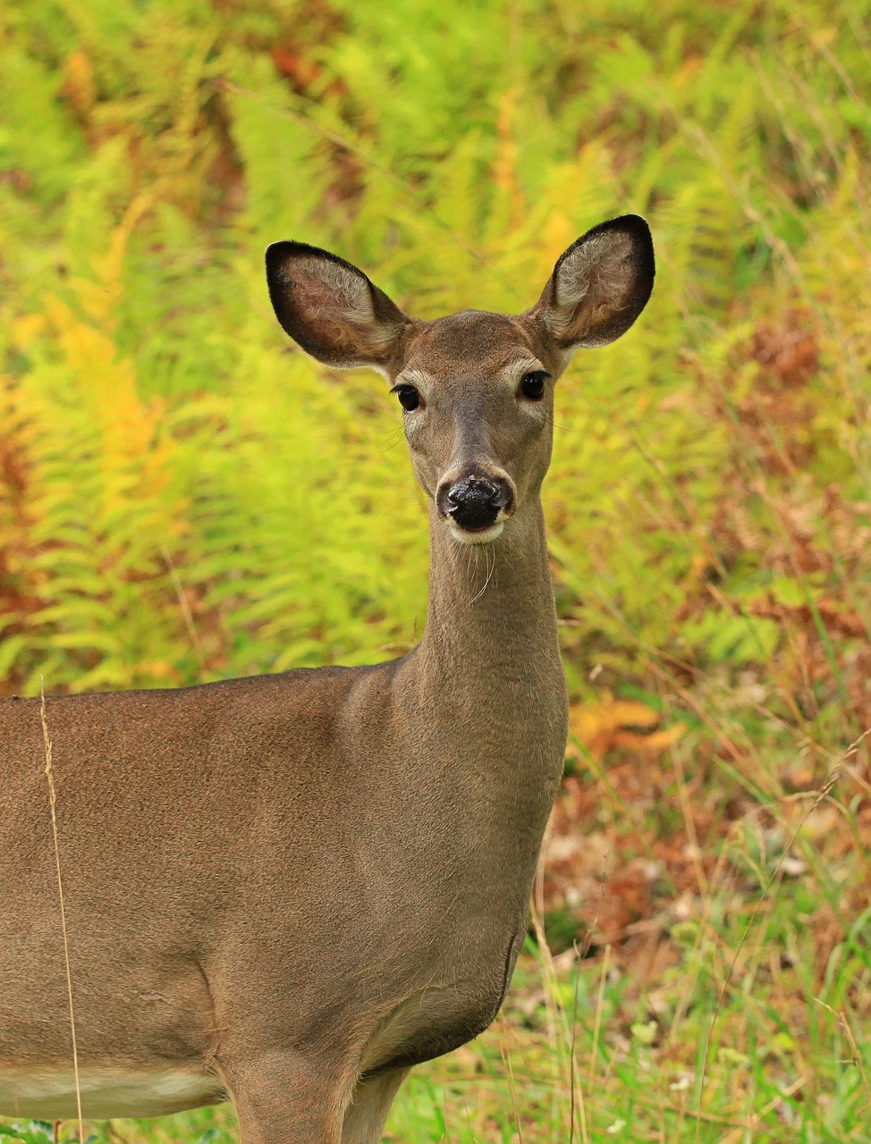 Metsästyspalvelut deer, whitetail deer, doe, animal, wildlife, nature, mammal, deer, whitetail deer, whitetail deer, whitetail deer, whitetail deer, whitetail deer, doe